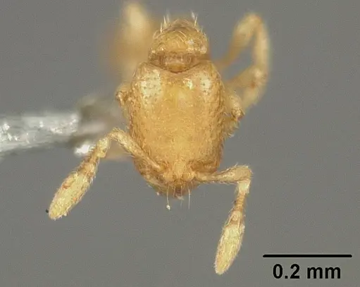 Carebara reticulata specimen USNMENT00447122 image usnment00447122_2