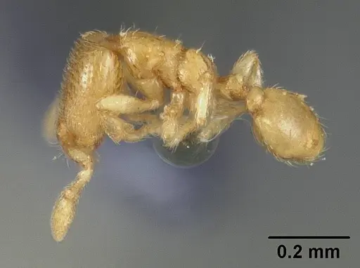 Carebara reticulata specimen USNMENT00447122 image usnment00447122_3