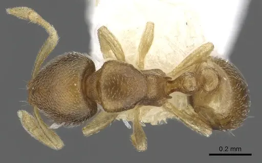 Carebara robertsoni specimen CASENT0902373 image casent0902373_1