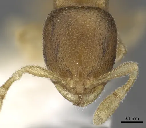 Carebara robertsoni specimen CASENT0902373 image casent0902373_2