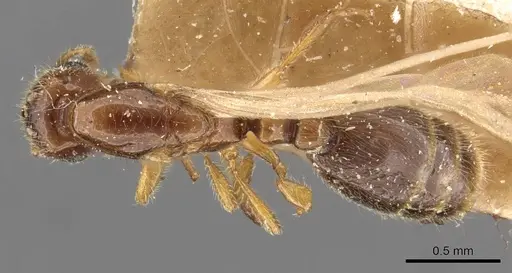 Carebara rothneyi specimen CASENT0908914 image casent0908914_1