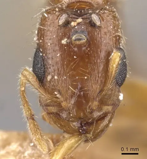 Carebara rothneyi specimen CASENT0908914 image casent0908914_2