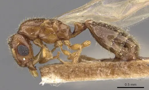 Carebara rothneyi specimen CASENT0908914 image casent0908914_3