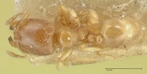 Carebara rugata specimen FOCOL1928 image focol1928_1