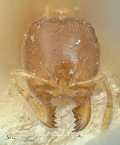 Carebara rugata specimen FOCOL1928 image focol1928_2