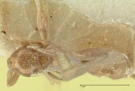 Carebara rugata specimen FOCOL1929 image focol1929_1