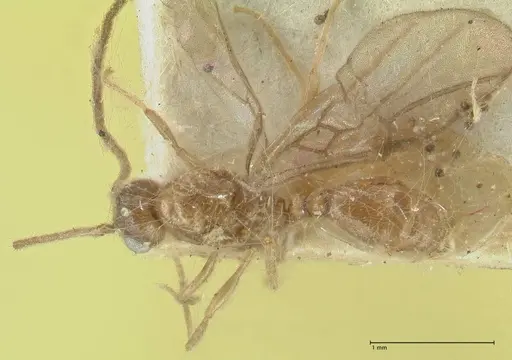 Carebara rugata specimen FOCOL1930 image focol1930_1