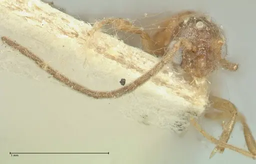 Carebara rugata specimen FOCOL1930 image focol1930_2