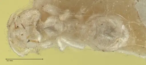 Carebara rugata specimen FOCOL1931 image focol1931_1