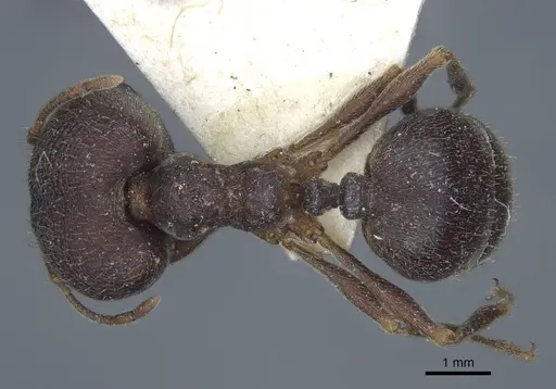Carebara rugoflabella specimen CASENT0917017 image casent0917017_1
