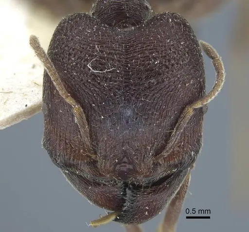Carebara rugoflabella specimen CASENT0917017 image casent0917017_2