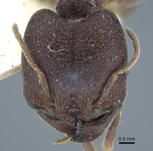 Carebara rugoflabella specimen CASENT0917017 image casent0917017_3