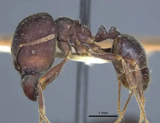 Carebara rugoflabella specimen CASENT0917017 image casent0917017_4