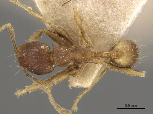 Carebara rugoflabella specimen CASENT0917018 image casent0917018_1