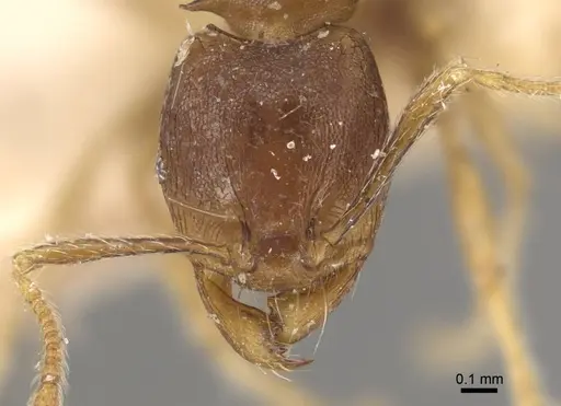 Carebara rugoflabella specimen CASENT0917018 image casent0917018_2
