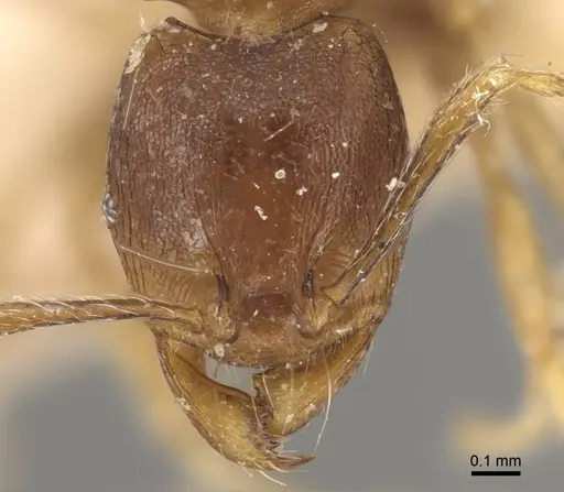 Carebara rugoflabella specimen CASENT0917018 image casent0917018_3