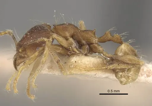 Carebara rugoflabella specimen CASENT0917018 image casent0917018_4