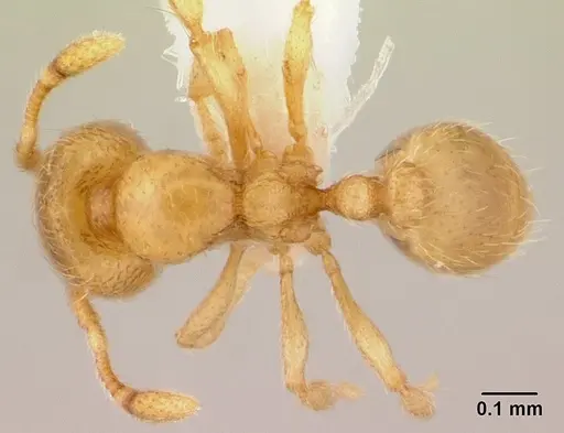 Carebara salegi specimen CASENT0438132 image casent0438132_1