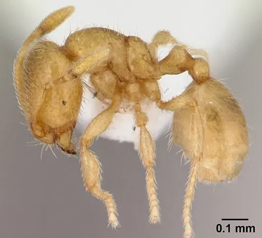 Carebara salegi specimen CASENT0438132 image casent0438132_3