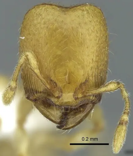 Carebara salegi specimen CASENT0438150 image casent0438150_2