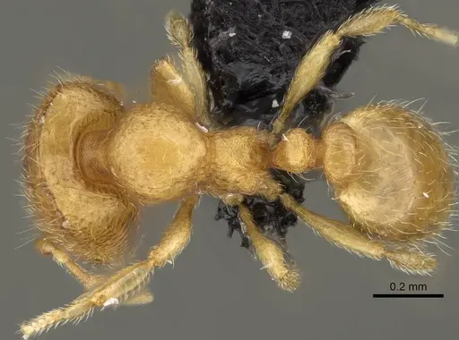 Carebara sampi specimen CASENT0018276 image casent0018276_1