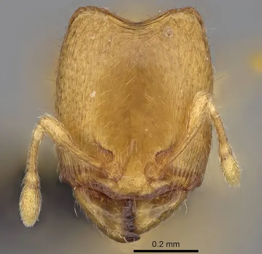 Carebara sampi specimen CASENT0018276 image casent0018276_2