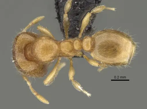 Carebara sampi specimen CASENT0018348 image casent0018348_1