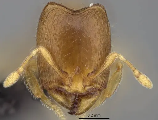 Carebara sampi specimen CASENT0018348 image casent0018348_2