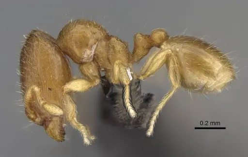 Carebara sampi specimen CASENT0018348 image casent0018348_3