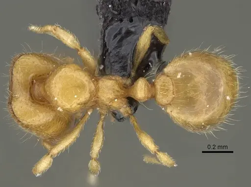 Carebara sampi specimen CASENT0030441 image casent0030441_1