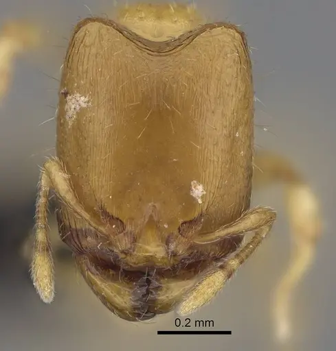 Carebara sampi specimen CASENT0030441 image casent0030441_2