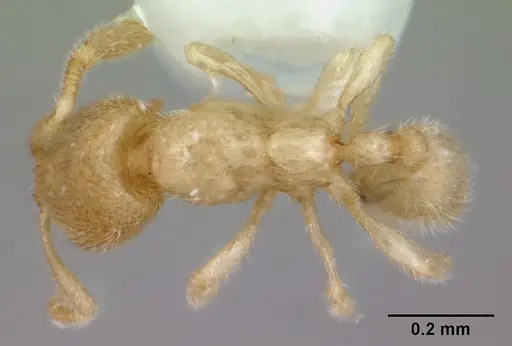 Carebara sangi specimen CASENT0178556 image casent0178556_1