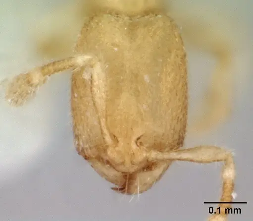 Carebara sangi specimen CASENT0178556 image casent0178556_2