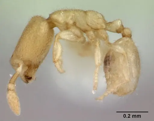 Carebara sangi specimen CASENT0178556 image casent0178556_3