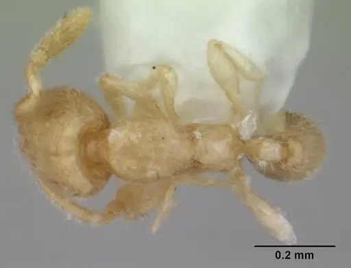 Carebara sangi specimen CASENT0178557 image casent0178557_1