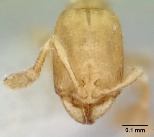 Carebara sangi specimen CASENT0178557 image casent0178557_2