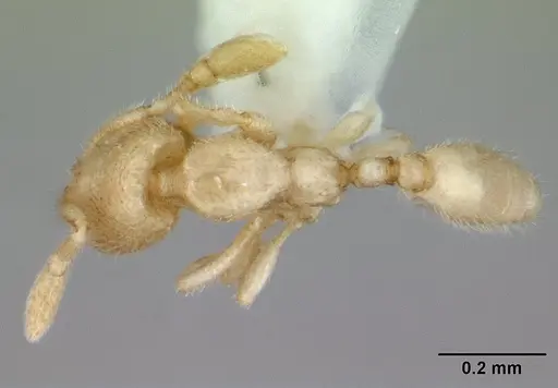 Carebara sangi specimen CASENT0178738 image casent0178738_1
