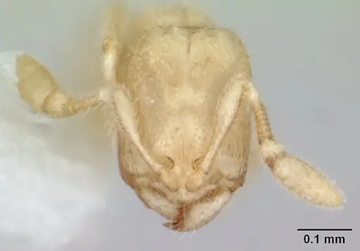Carebara sangi specimen CASENT0178738 image casent0178738_2