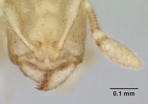 Carebara sangi specimen CASENT0178738 image casent0178738_3