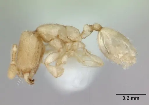Carebara sangi specimen CASENT0178738 image casent0178738_4