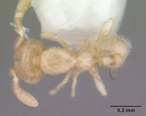 Carebara sangi specimen CASENT0178739 image casent0178739_1