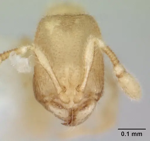 Carebara sangi specimen CASENT0178739 image casent0178739_2