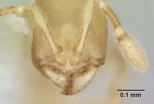 Carebara sangi specimen CASENT0178739 image casent0178739_3