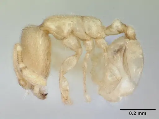 Carebara sangi specimen CASENT0178739 image casent0178739_4