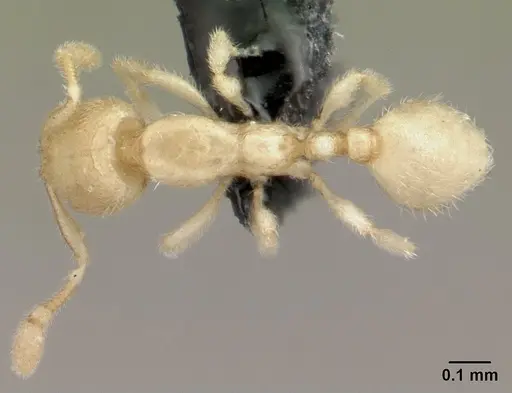 Carebara sangi specimen CASENT0179534 image casent0179534_1
