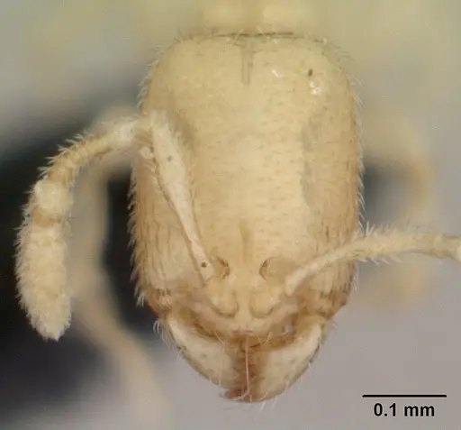 Carebara sangi specimen CASENT0179534 image casent0179534_2