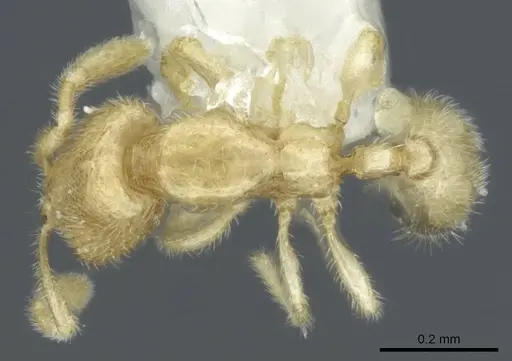Carebara sangi specimen CASENT0905888 image casent0905888_1