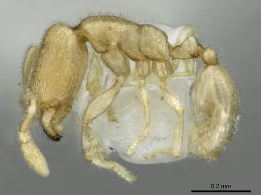 Carebara sangi specimen CASENT0905888 image casent0905888_3