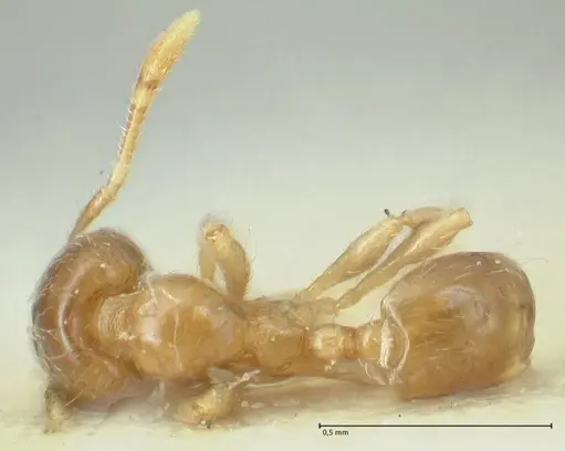 Carebara sarasinorum specimen FOCOL1916 image focol1916_1