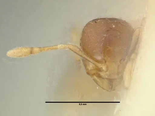 Carebara sarasinorum specimen FOCOL1916 image focol1916_2